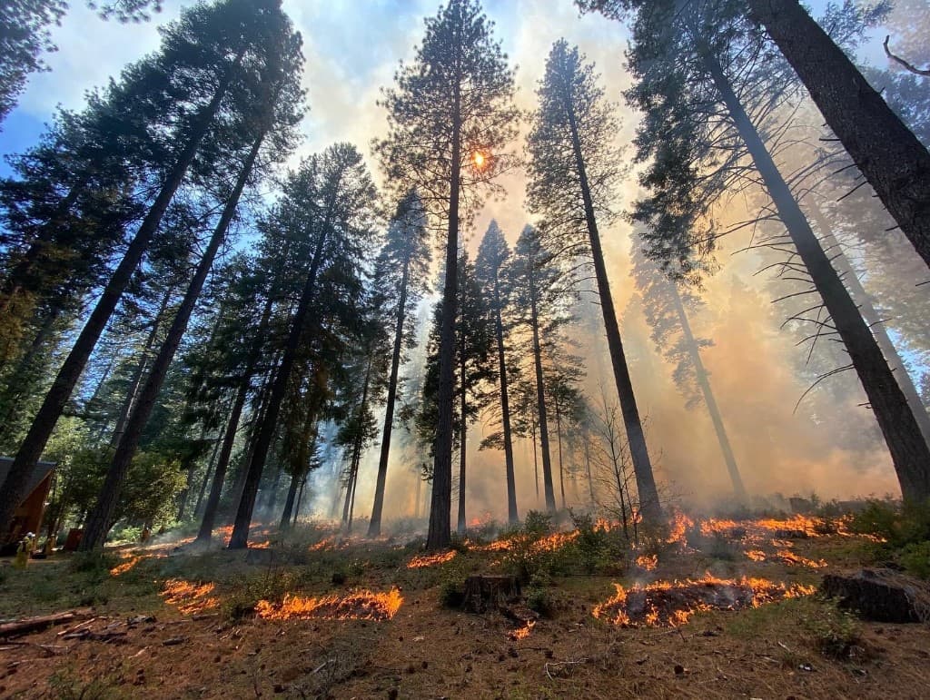 Wildfire spreading through a forest of tall conifers; flames on the forest floor and thick smoke with a firefighter in protective gear nearby